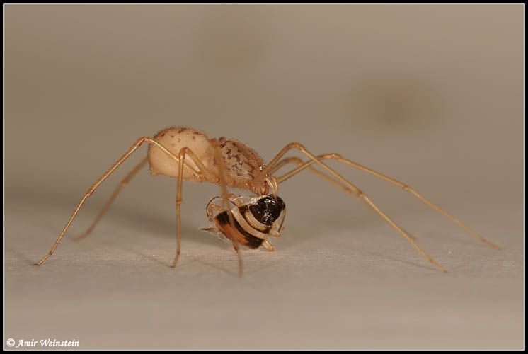 Scytodes thoracica - Scytodes sp.